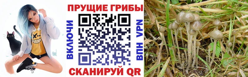 Галлюциногенные грибы Psilocybe  это Telegram  Печора 
